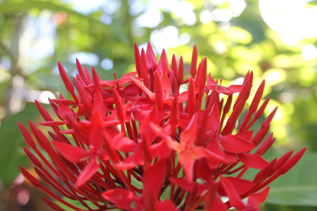 Jepun Bali Homestay Sanur Exteriör bild